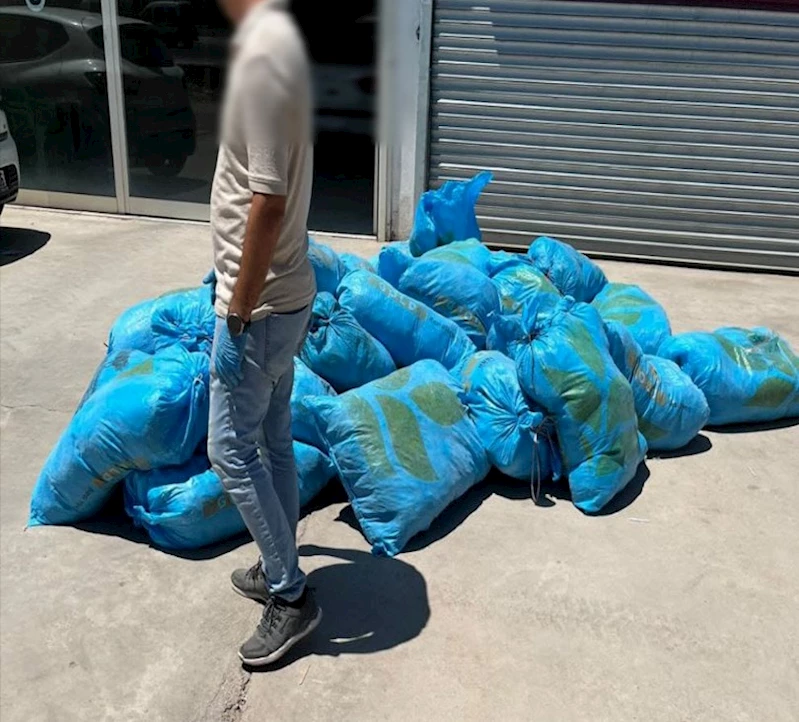 İş yerinde 296 kilo skunk ele geçirildi; 1 gözaltı