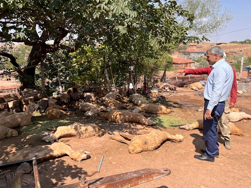 İçtikleri sudan zehirlendikleri öne sürülen 60 küçükbaş öldü