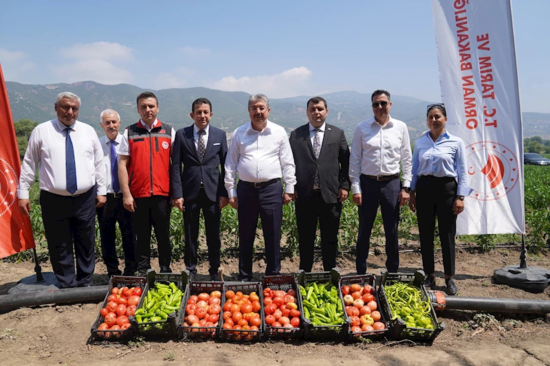 Osmaniye’de domates ve biber fidelerinden elde edilen ürünlerin hasadına başlandı