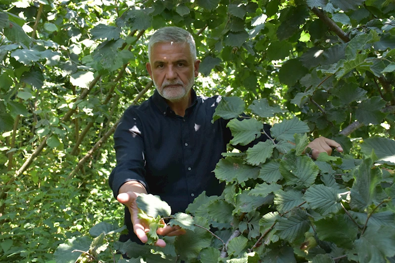 Üreticilere hasat öncesi 