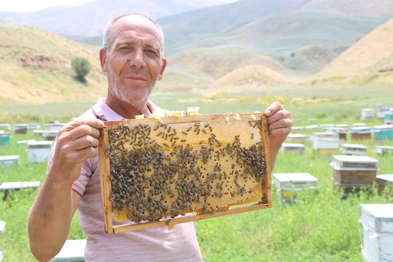 Bodrumlu arıcı, 39 yıldır kovanlarını Yüksekova