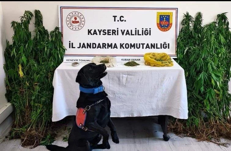 Kayseri’de hint keneviri yetiştiren 1 kişiye gözaltı