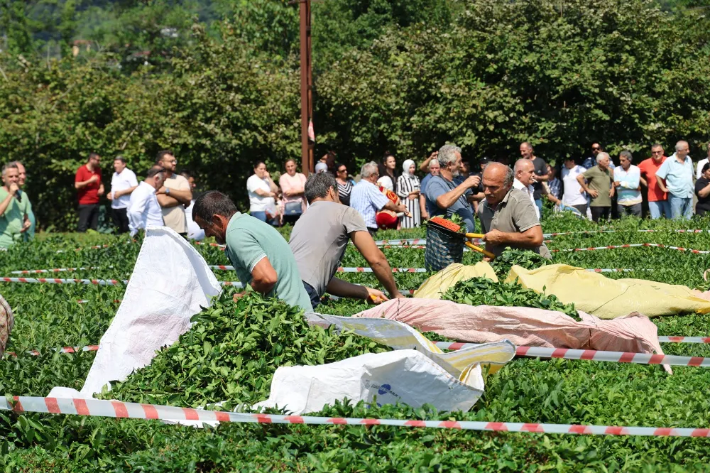 Arhavi Festivalinde Çay Toplama Yarışması Heyecanı: Katılımcılar Kıyasıya Mücadele Etti