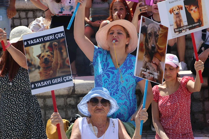 Hayvanseverlerden sahipsiz sokak hayvanları düzenlemesine tepki/ Ek fotoğraf