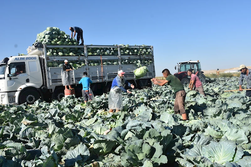 Niğde’de turfanda lahana hasadı başladı