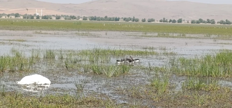 Yaralı bulduğu yaban kazlarını tedavi ettirip, yavrularıyla 250 kilometre mesafedeki göle bıraktı