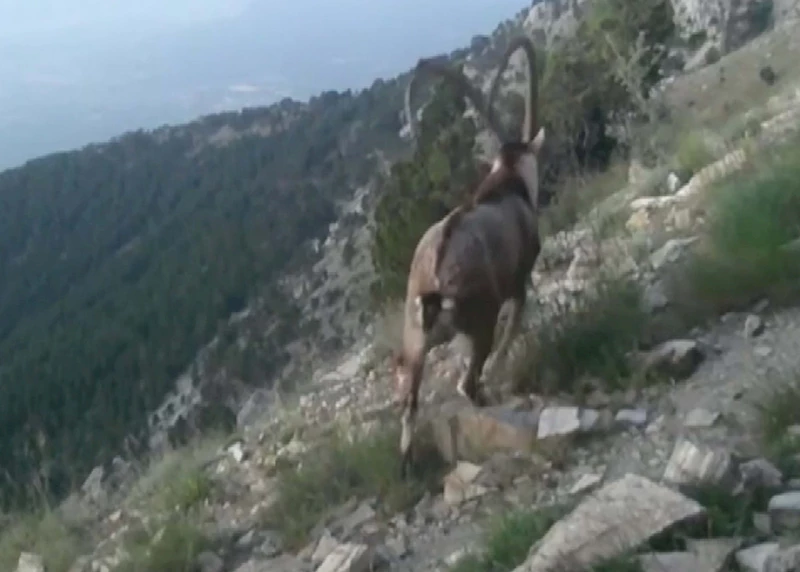 DENİZLİ Fotokapanlarla yaban hayat görüntülendi (VİDEO EKLENDİ)