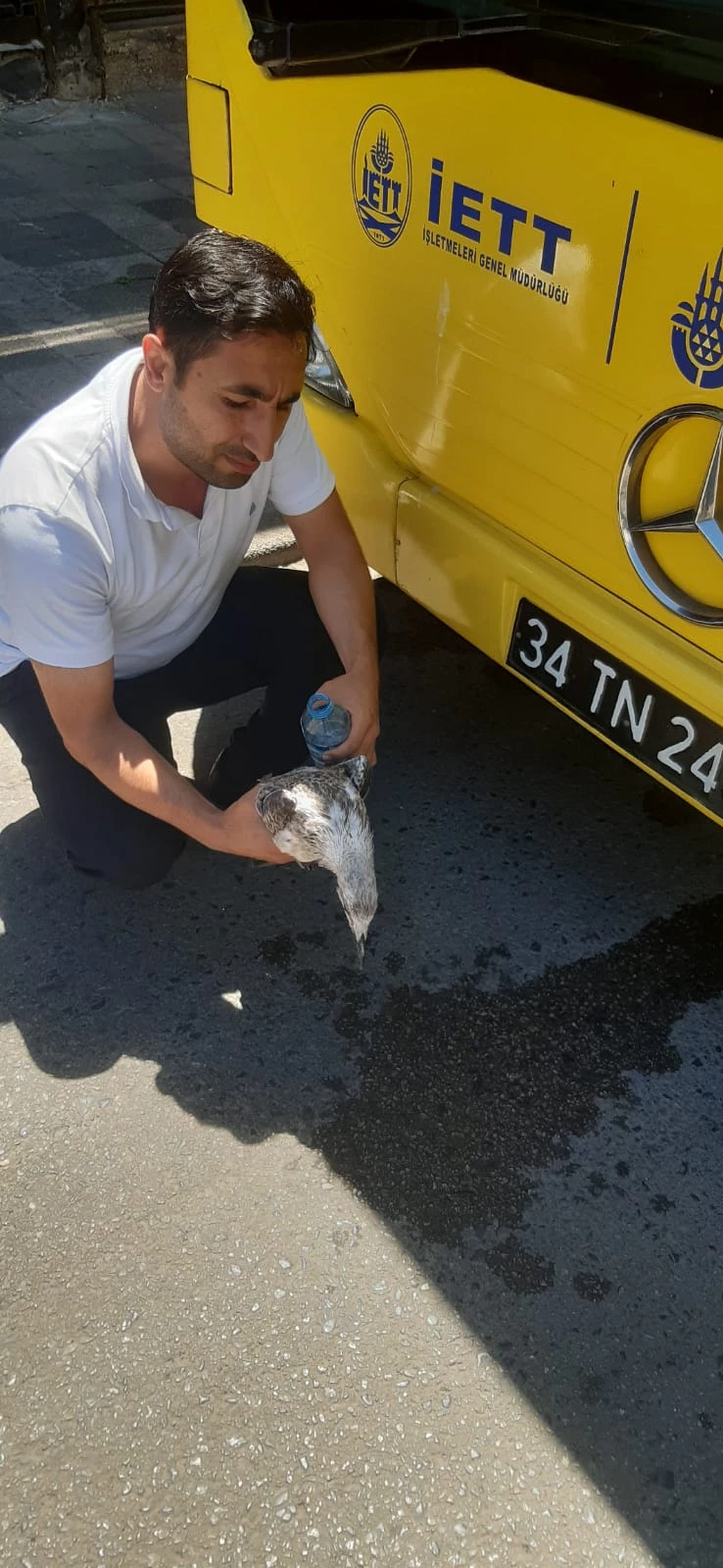 İstanbul - İETT şoförü otobüse çarpan martıyı veterinere götürdü