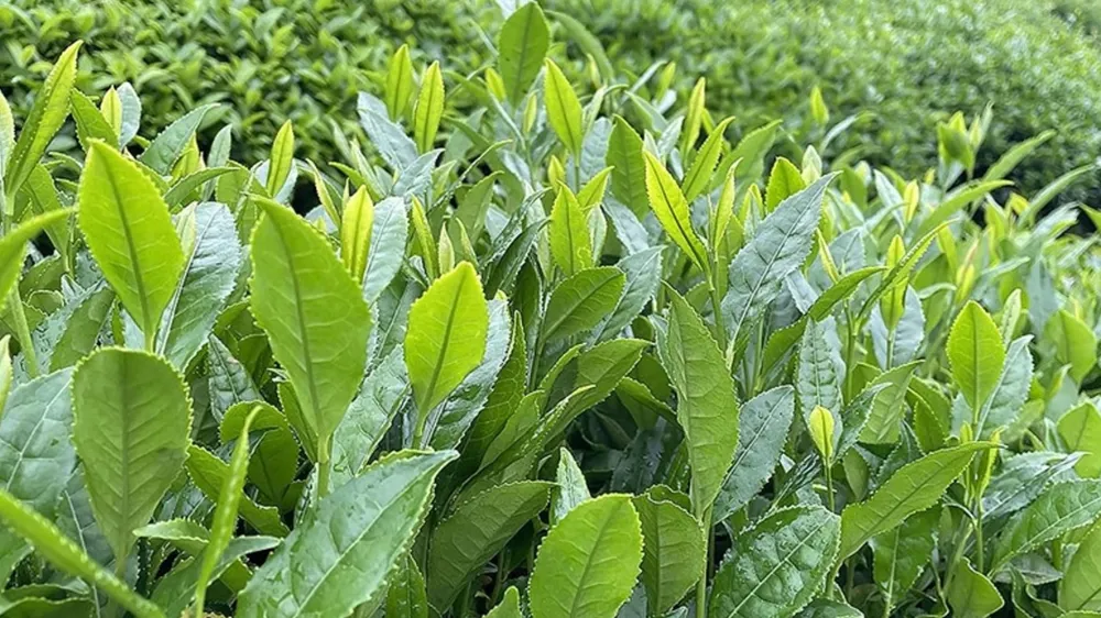 ÇAYKUR, haziran yaş çay bedelini hesaplara aktardı