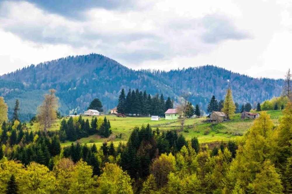 Yemyeşil Bir Cennet: Düzce Yaylaları