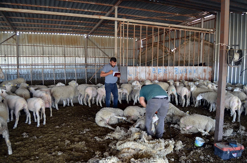  Fransa’dan ithal edip yetiştirdiği koyunlardan yüksek verim aldı 