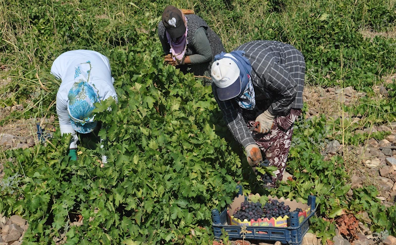 Gaziantep’te, halay çekerek üzüm hasadını başlattılar