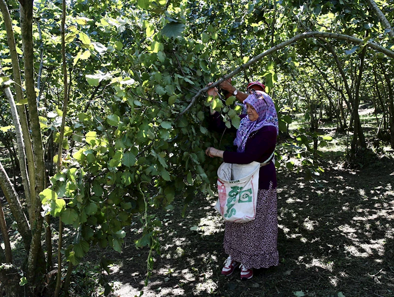 Giresun