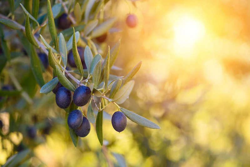 Sofralık zeytin ihracatı 200 milyon dolara koşuyor