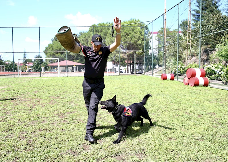 Jandarmanın dedektör köpekleri eğitimlerle göreve hazırlanıyor