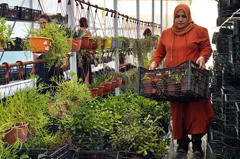 Kadifekaleli kadınlar kaktüs ve sukulent yetiştirip, aile bütçelerine katkı sağlıyor