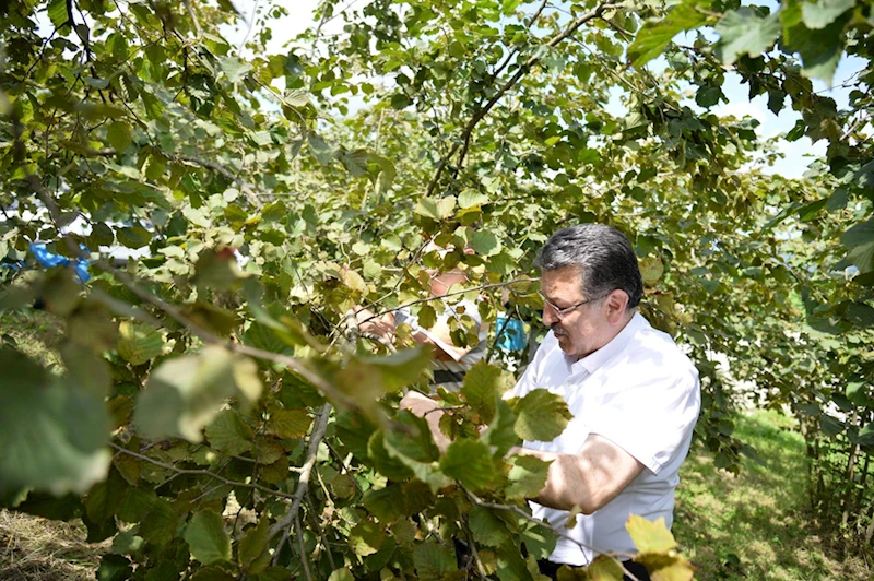 Trabzon Büyükşehir Belediye Başkanı Genç, üreticilerle fındık topladı