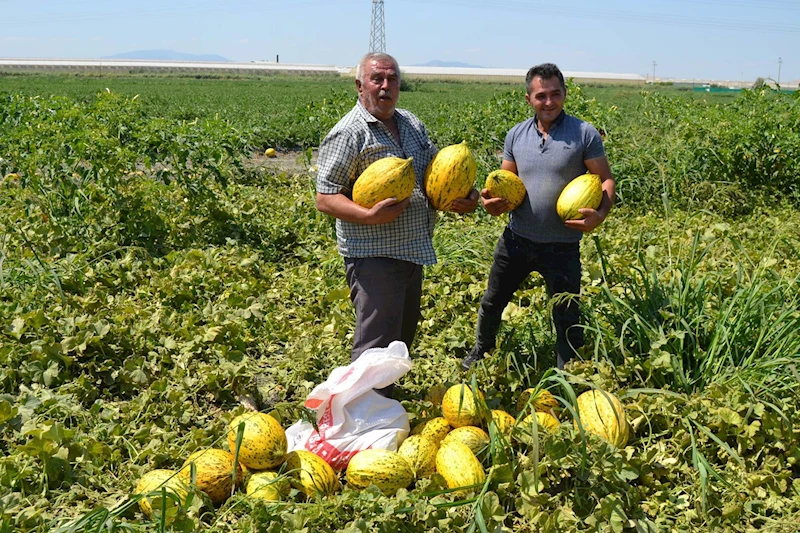 Alıcıların verdiği fiyatı az bulan üç ortak, 600 ton kavun-karpuzu ücretsiz dağıttı