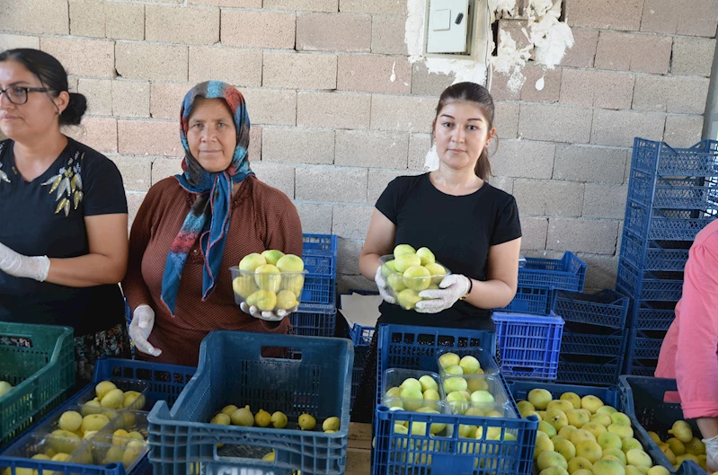 Mut incirinde altın yıl