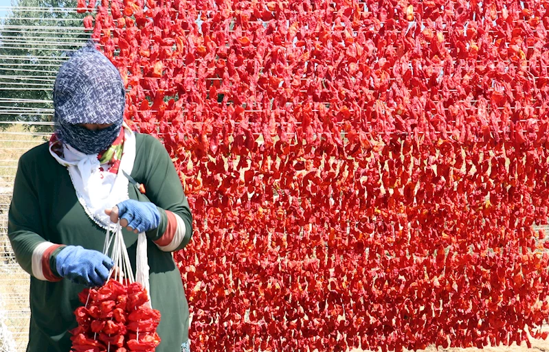 Kurutmalık sezonunda Gaziantep’in yükseklerinde renk cümbüşü / Ek fotoğraf