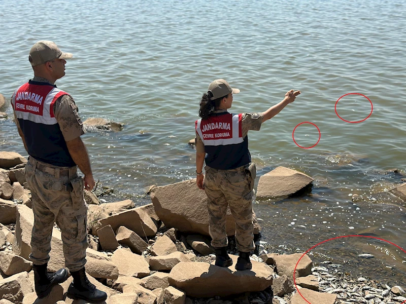 Devegeçidi Baraj’ında ‘Asya sazanı’ ölümü