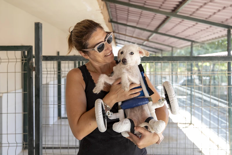 Patili dost ‘Şirin’e yürüteç bağışı yapıldı