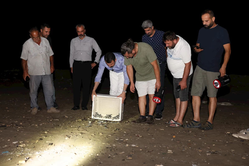  Caretta caretta ve yeşil deniz kaplumbağalarının yolculuğu başladı