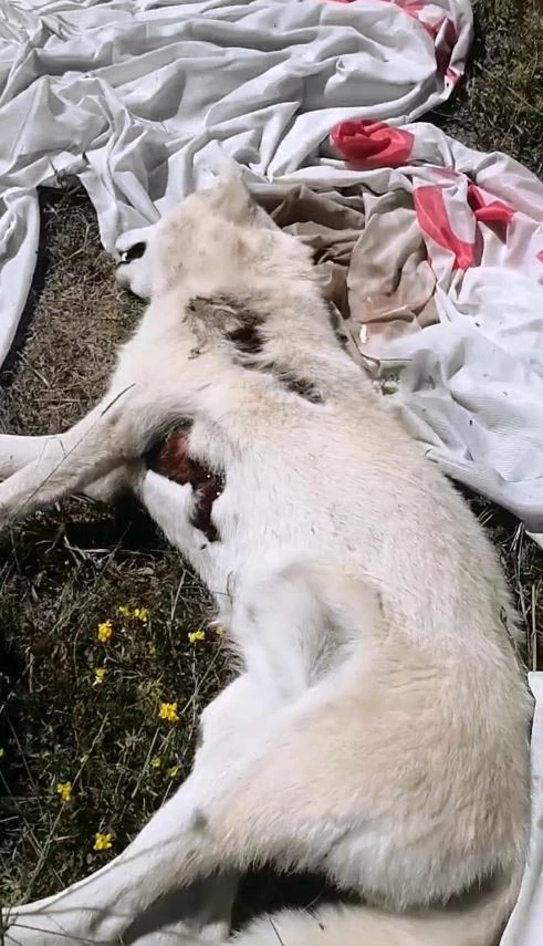 Ormanda 3 köpek ölü bulundu