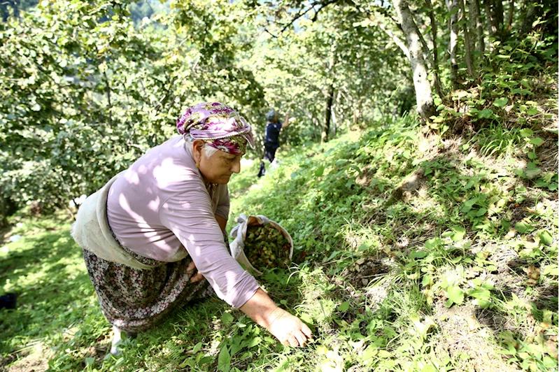 Fındık üreticileri yerden hasat yöntemiyle maliyet ve zamandan tasarruf ediyor