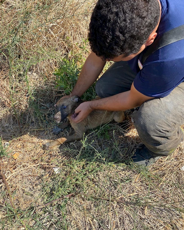 Hatay’da kuyuya düşen yavru köpek kurtarıldı