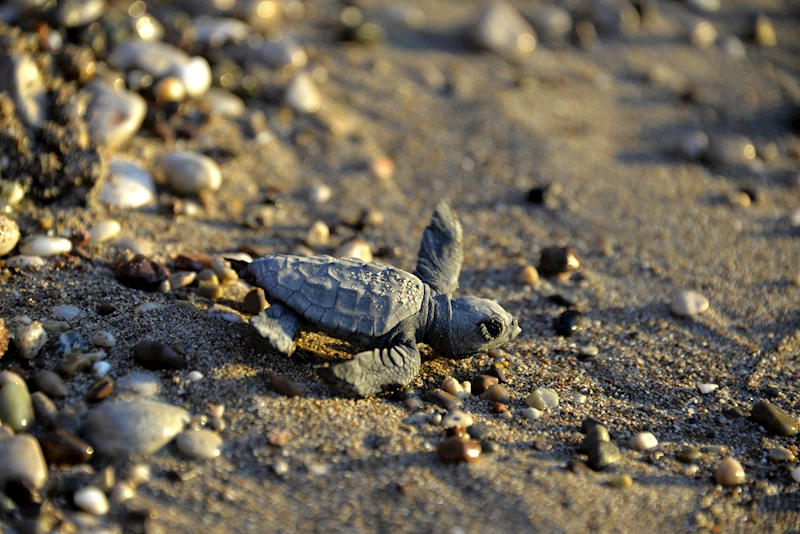 Yavru caretta caretta mevsimi