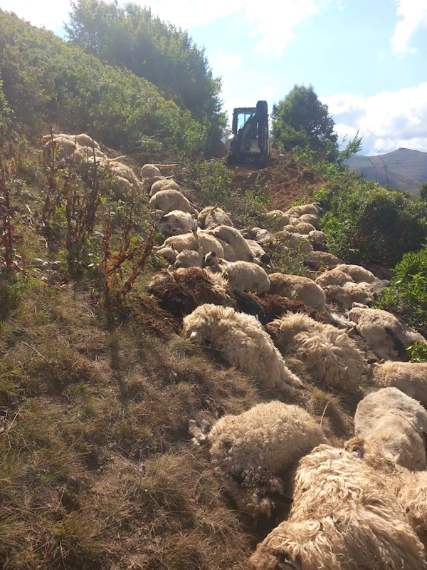 Arazide 20 metreden yuvarlanan 88 koyunu öldü