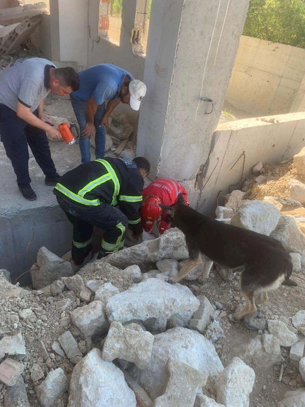 Anne köpek, enkazda sıkışan yavruları kurtarılırken başlarından ayrılmadı