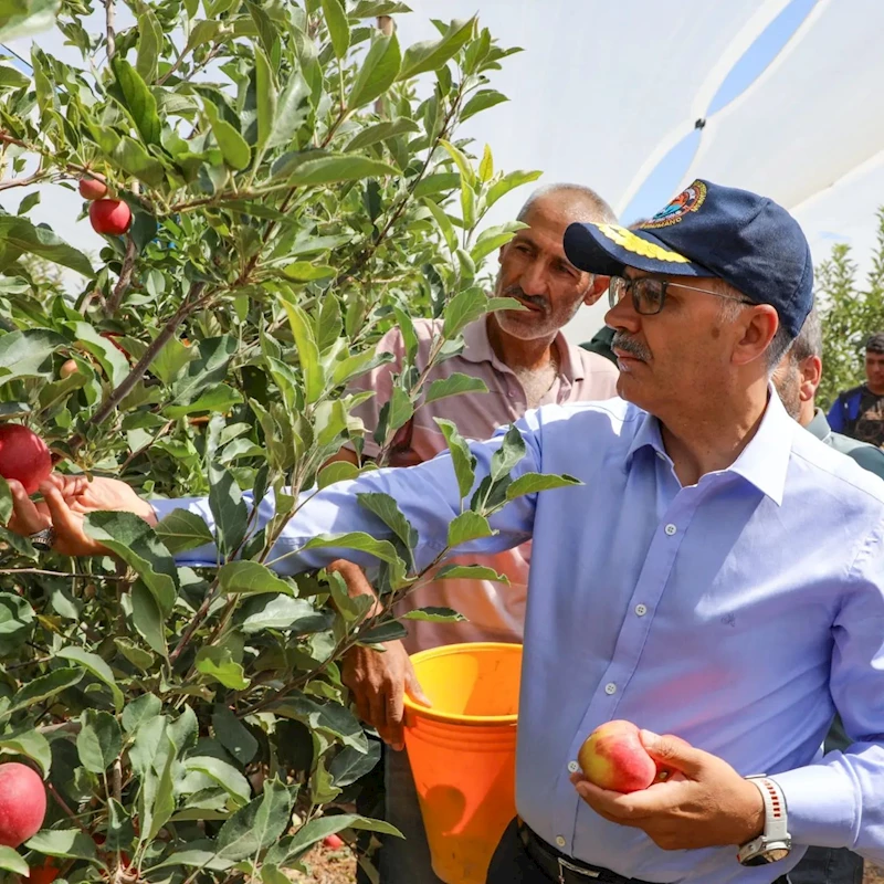 Vali Çelik, elma hasadına katıldı