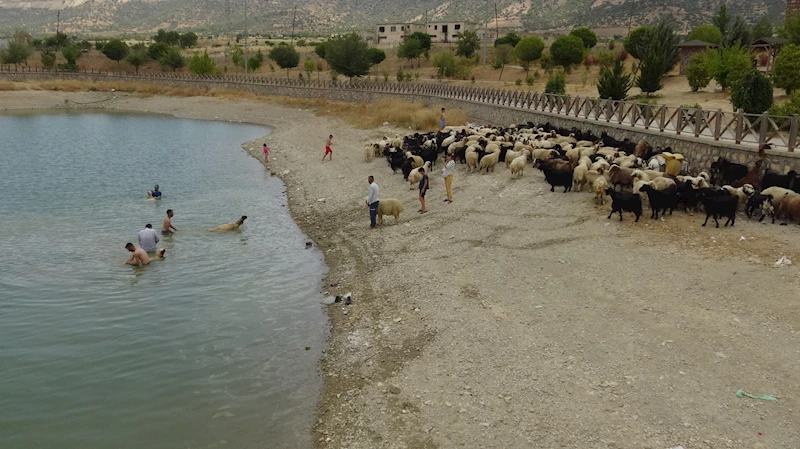 Hayvanlar gölette serinledi; besiciler ile çocukları onlarla ilgilendi