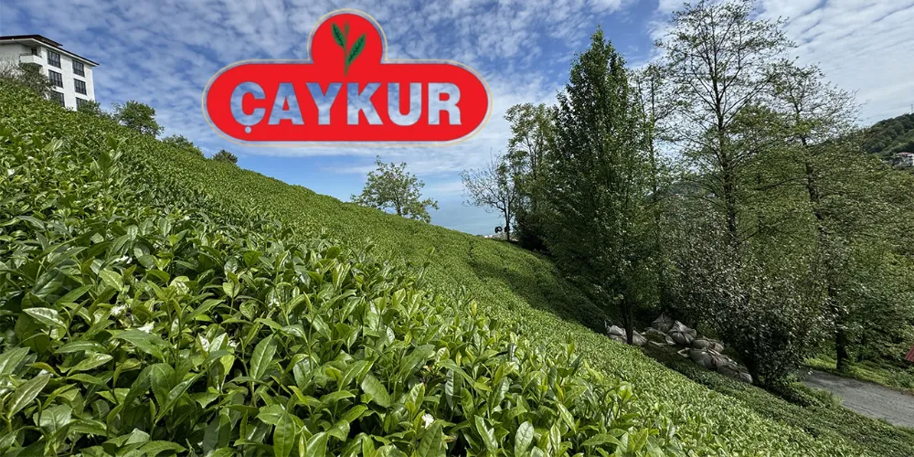 ÇAYKUR