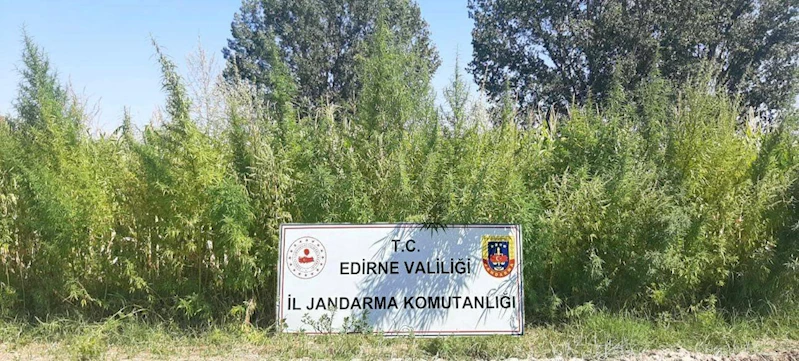 Edirne’de tarlada 159 bin kök Hint keneviri ele geçirildi 