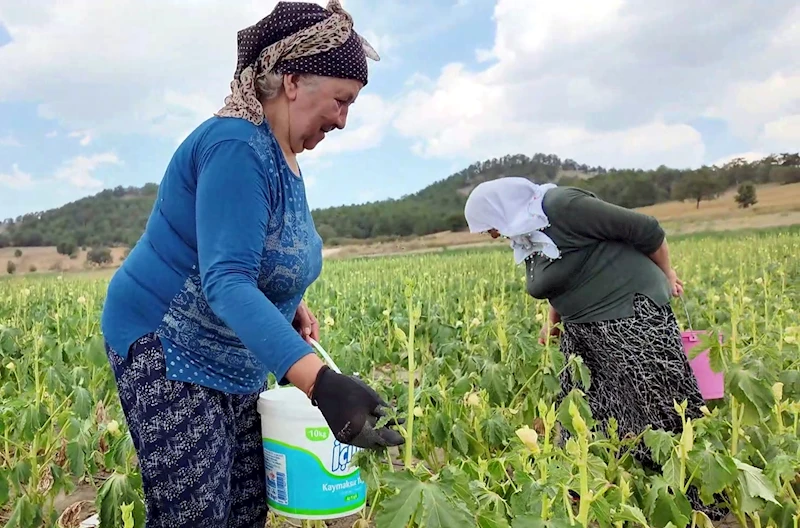 Tarladan toplayana yarı fiyatına bamya