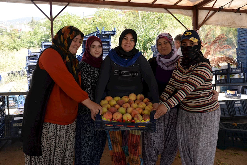 Şeftalide verim yüz güldürüyor