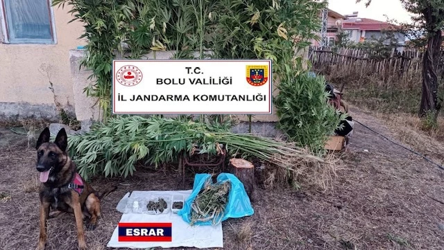 147 kök kenevir ve 470 gram esrar yakalandı: 1 gözaltı 