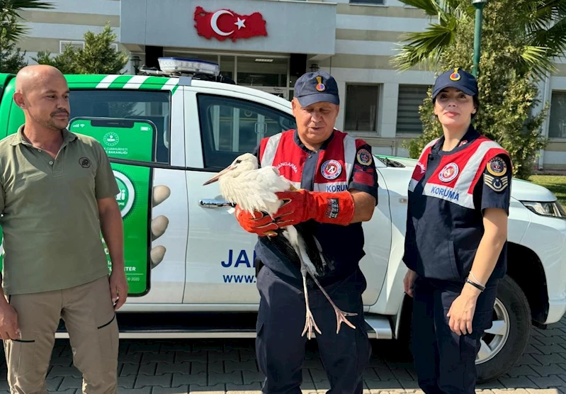 Osmaniye’de minarede mahsur kalan yaralı leylek kurtardı