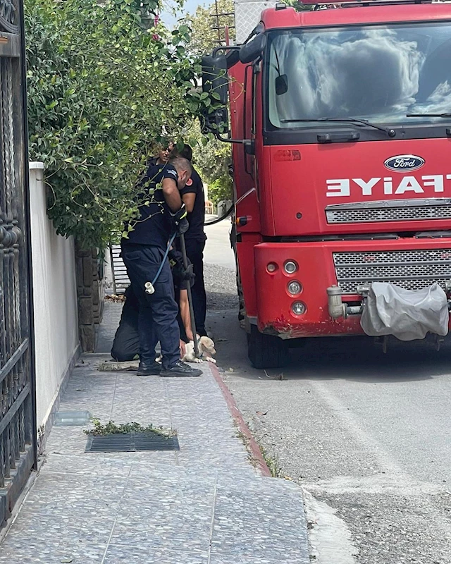 Hatay’da rögara sıkışan yavru köpekler kurtarıldı