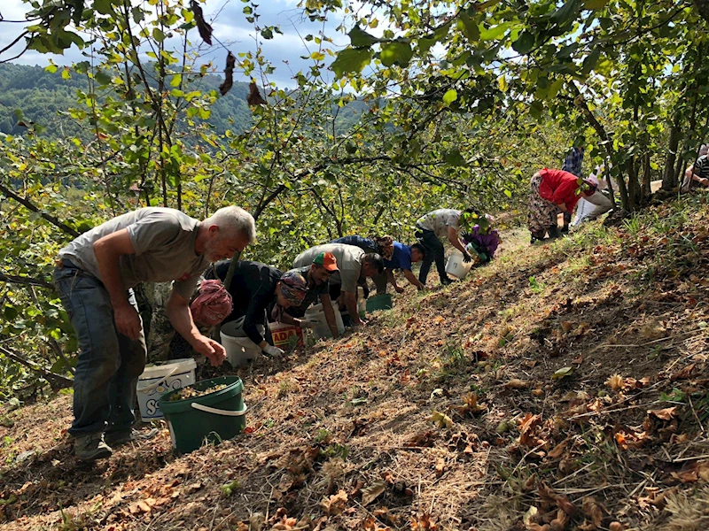 Fındık üreticisinden maliyeti düşürmek için imece usulü hasat