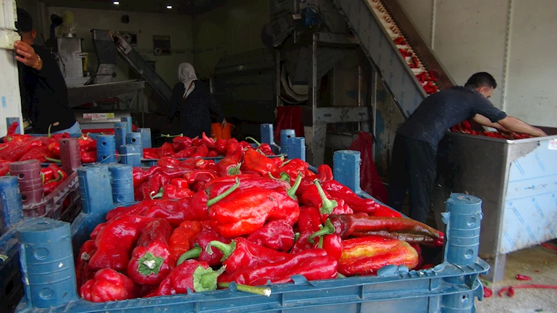  Kilis’te biber salçası yapımı başladı