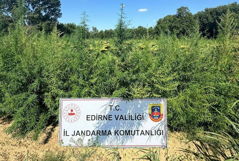 Edirne’de 2 tarlada 49 bin 500 bin kök Hint keneviri ele geçirildi