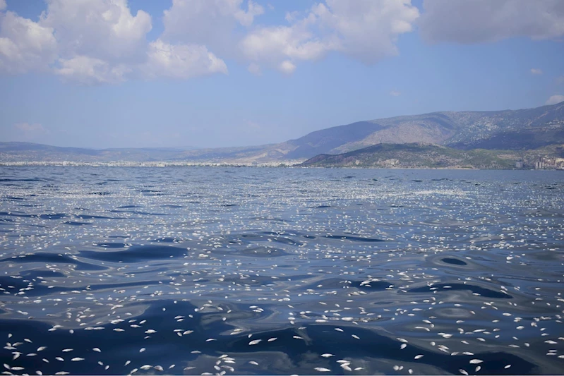 Yunanistan’da limana milyonlarca balık ölüsü vurdu