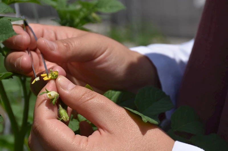 Yeni sanayilik yerli ve milli patates çeşitleri yolda