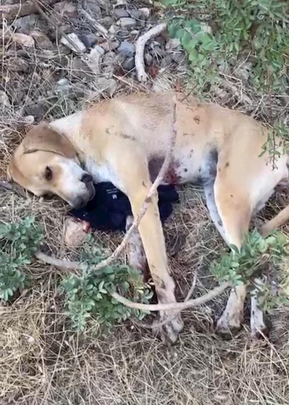 Tavuklarına saldırdığını ileri sürdüğü köpeği tüfekle yaraladı