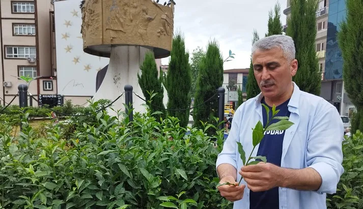 ÇAYÜDAD Başkanı Mavi: Çay Üreticileri Zor Durumda ve Mağdur