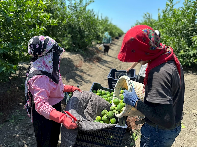 Limonda hasat başladı; bahçede kilosu 10 lira 